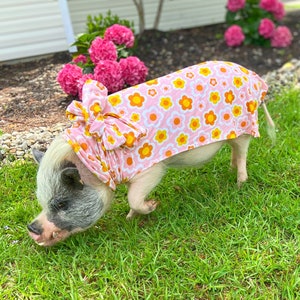 Puede incluir: Un cerdo en miniatura con un atuendo rosa con estampado floral y un lazo a juego. El atuendo presenta un patrón repetido de flores amarillas y naranjas sobre un fondo rosa. El cerdo está sobre hierba verde cerca de flores rosas.