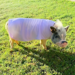May include: A small pig with a gray and white face and a light purple garment. The pig is standing on green grass in the sunlight. The garment covers the pig's back and sides.