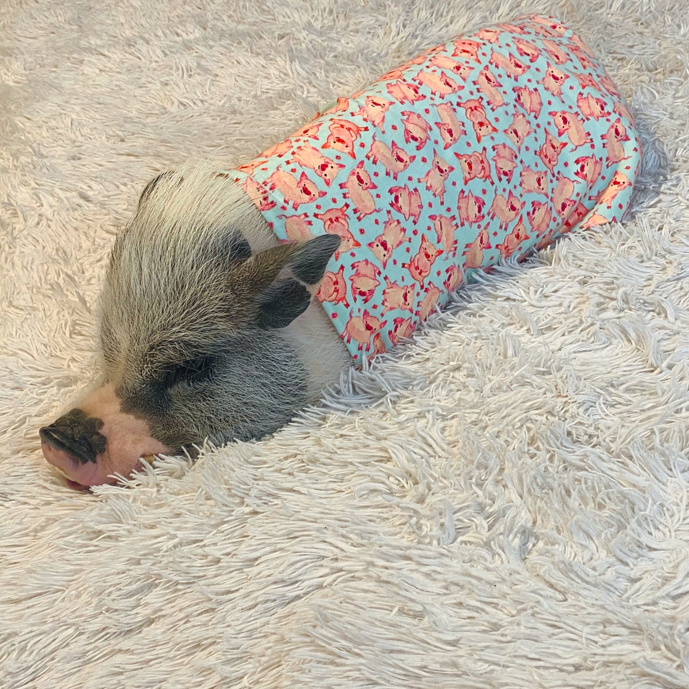 mirar televisión telegrama Movimiento Pijamas de franela para mascotas ropa de cerdo mini ropa - Etsy España