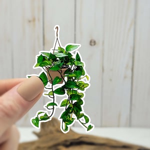 hanging pothos plant sticker || water bottle || laptop sticker