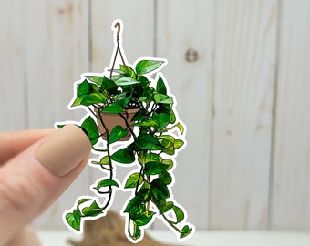 hanging pothos plant sticker || water bottle || laptop sticker