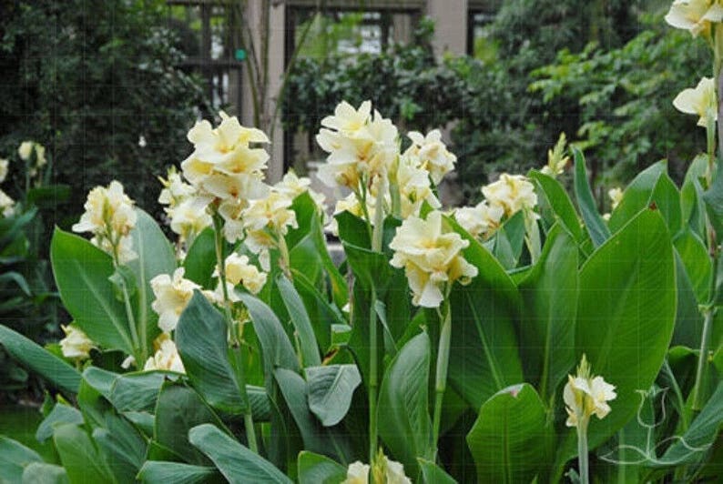 Канна Амбассадор