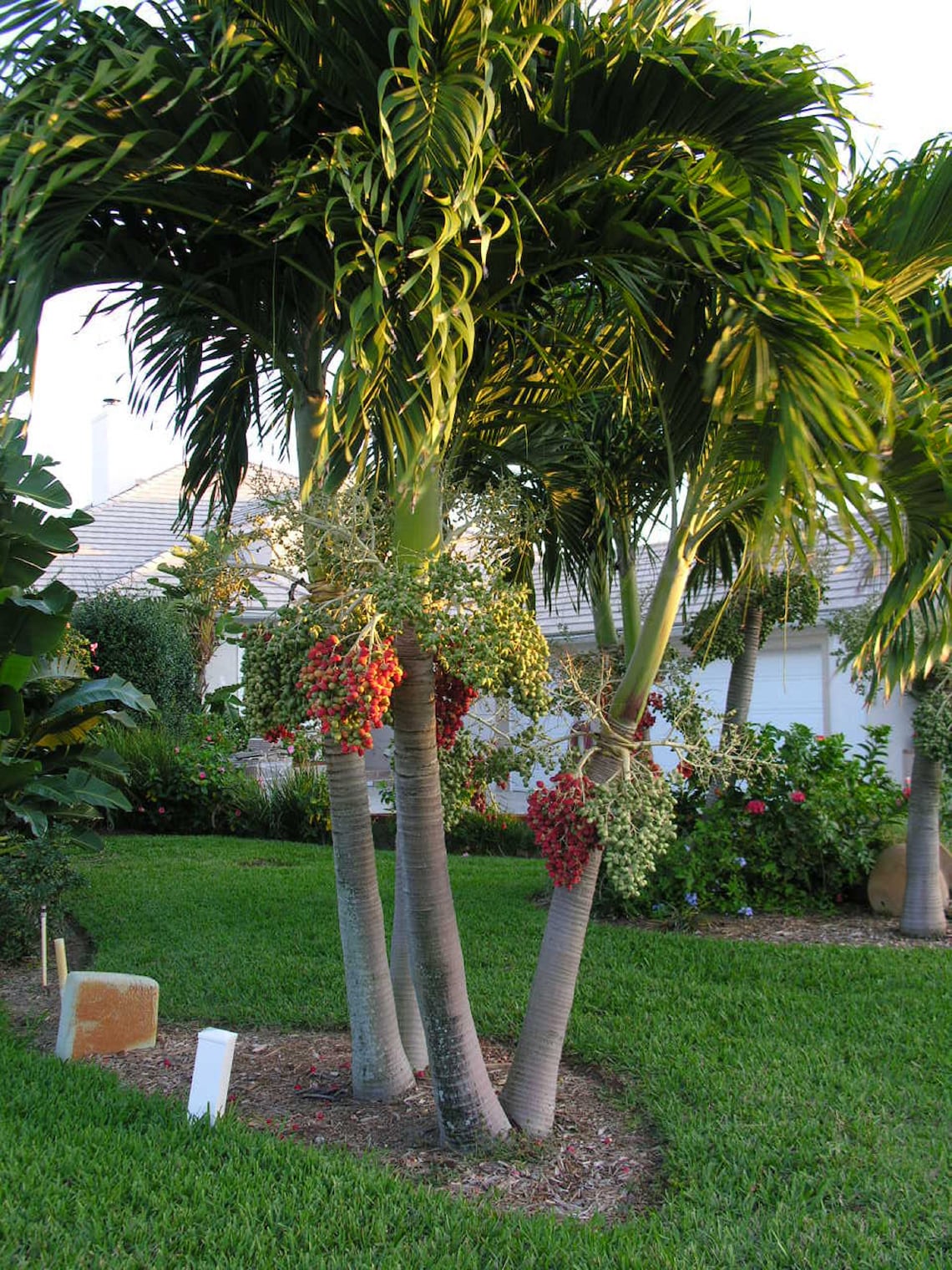 Christmas Palm Tree Adonidia merrilli 20 LIVE SEEDS TROPICAL Etsy