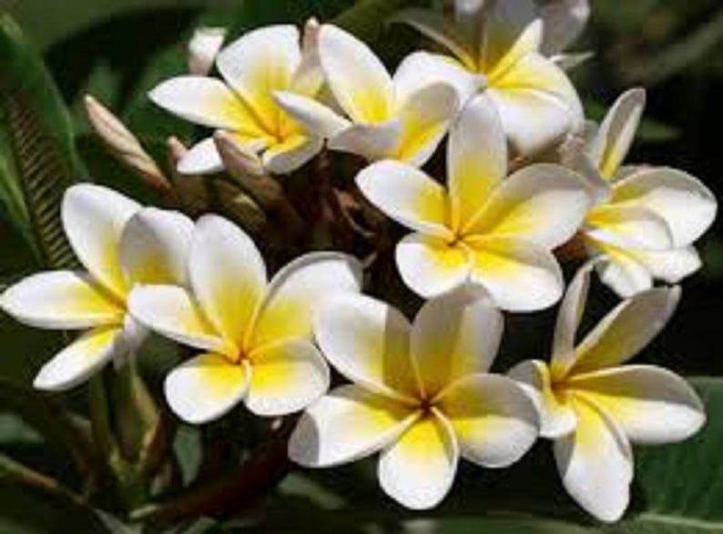 3 Cutting 6 inches Plumeria Frangipani Tropical Plant Fresh Etsy