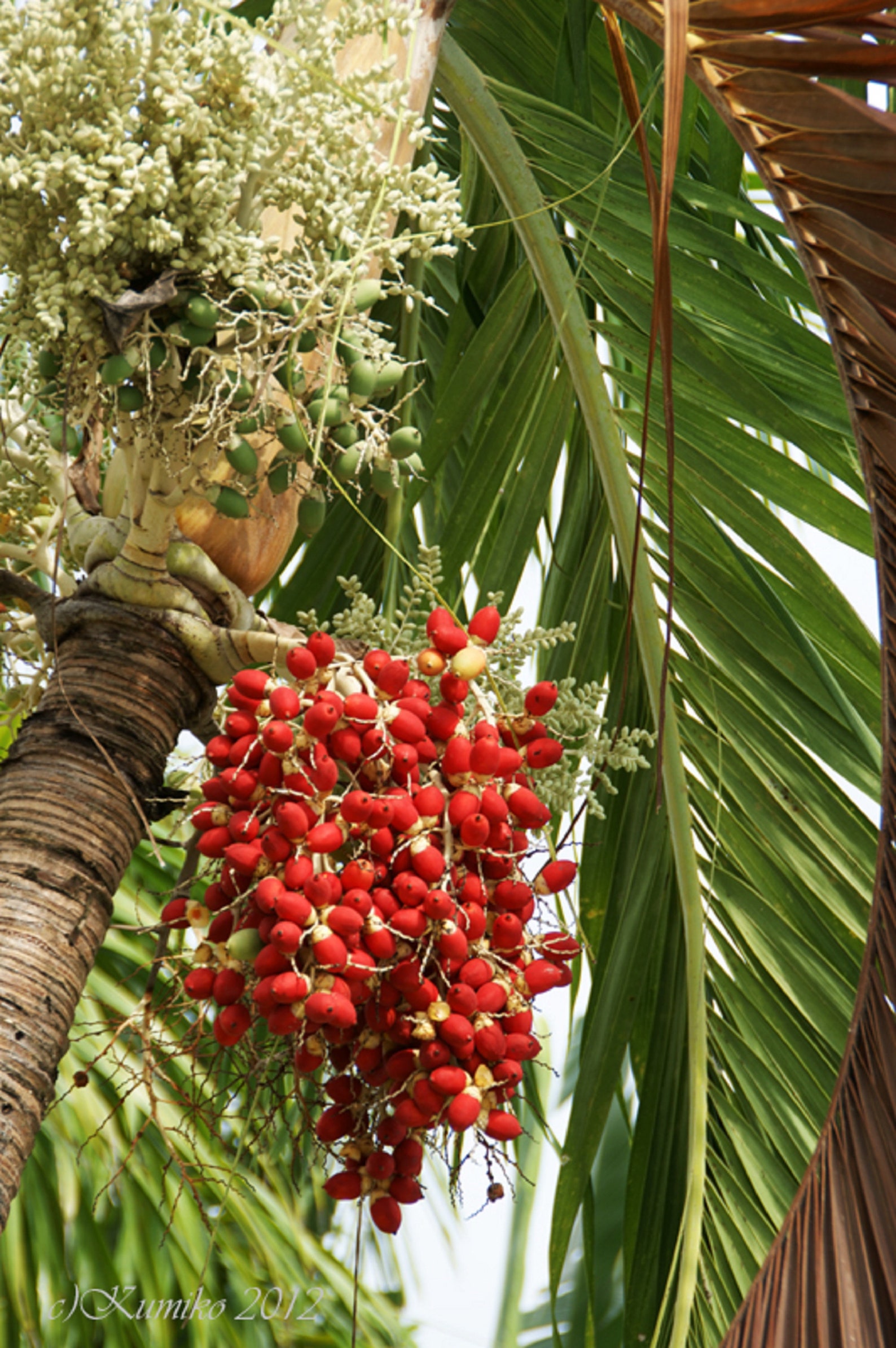 Christmas Palm Tree Adonidia merrilli 20 LIVE SEEDS TROPICAL Etsy