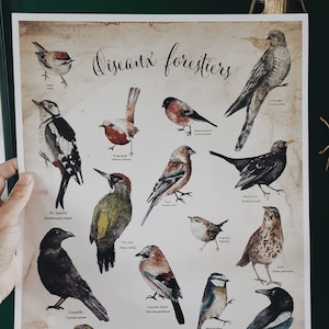 cartel cartel naturaleza bosque bosque aves acuarela