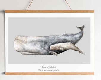 poster poster Sperm whale ocean watercolor minimaki decoration zoology
