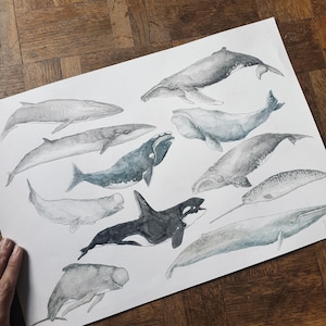aquarelle originale issue de l'Oceanium baleines planche etudes