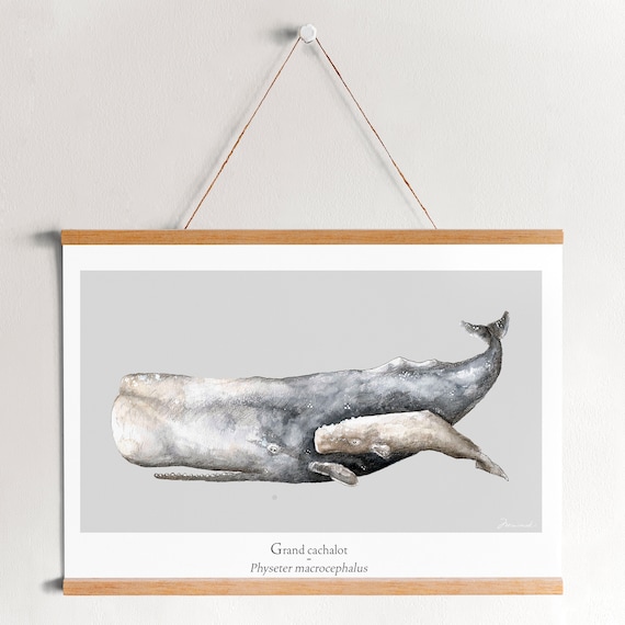 poster poster Sperm whale ocean watercolor minimaki decoration zoology
