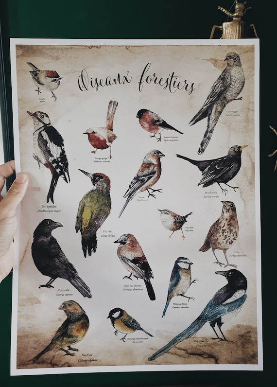 poster nature forest forest birds watercolor