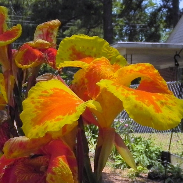 Canna Lily,  Yellow King Humbert