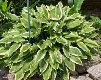 May include: A large clump of green and white hosta plants with large, pointed leaves. The plants are growing in a garden bed surrounded by rocks.