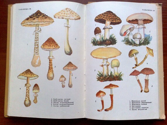 Botanical Book Mushrooms Vintage Book Forest Mushrooms Fungus Illustrated Book Mushrooms Comestibles Poisonous Mushrooms Edible Botany - 