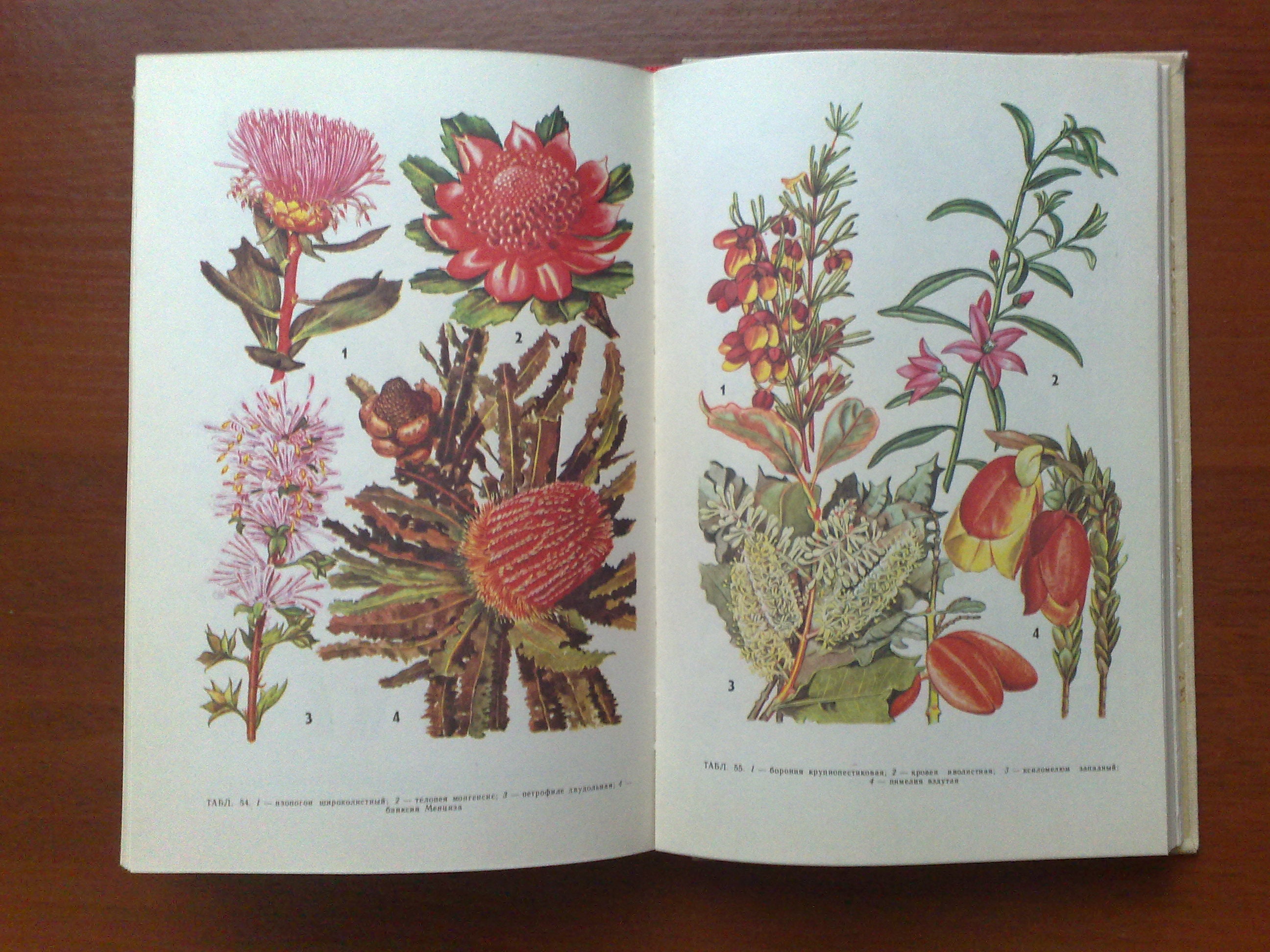 Botanical Book Medicinal herbs Vintage book rare plants Etsy