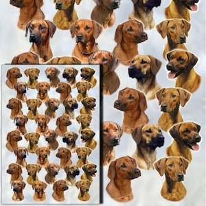 Papier cadeau pour chien Rhodesian Ridgeback avec carte-cadeau assortie - parfait pour tous les amoureux des chiens. Rendez votre cadeau encore plus spécial