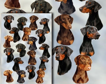 Dobermann Dog Gift Wrapping Paper with matching Gift Card.  Make your present extra special