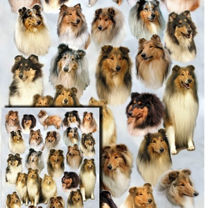 Carta da regalo per cani Collie ruvidi con carta regalo abbinata. Rendi il tuo regalo ancora più speciale