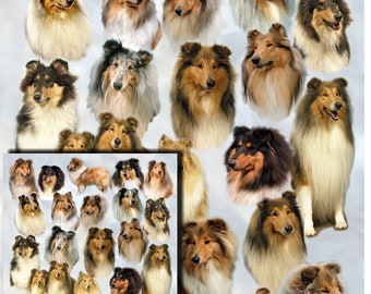 Collie Geschenkpapier mit passender Geschenkkarte.  Machen Sie Ihr Geschenk zu etwas ganz Besonderem