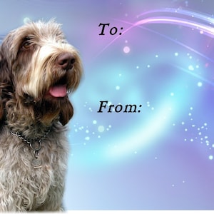 Italian Spinone Dog Gift Labels, Peel Off, Self adhesive, 2 Sheets of 21 Labels, 42 Labels in total