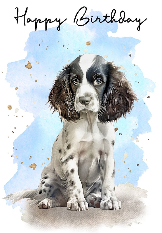 Happy birthday store springer spaniel