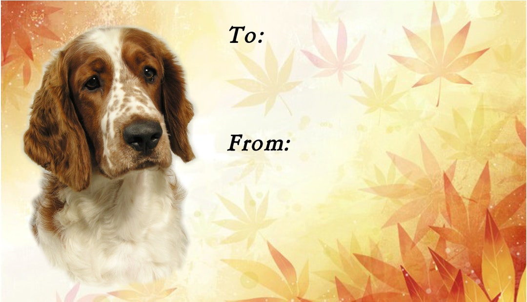 Welsh Springer Spaniel Dog Gift Labels, Peel Off, Self Adhesive, 2 ...