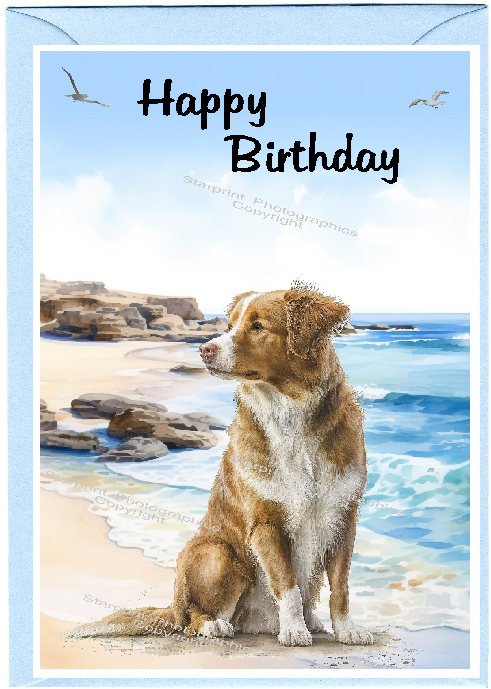 Nova Scotia Duck Tolling Retriever Hund / Toller \, image size:1700x2387