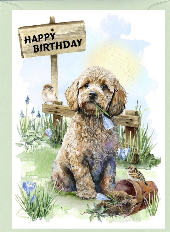 Cockapoo doodle hotsell