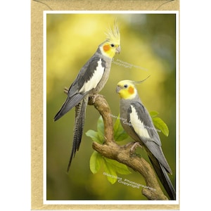 May include: A greeting card featuring two cockatiels perched on a branch. The birds have gray and white feathers with yellow and orange facial markings. The background is a soft, blurred green and yellow.