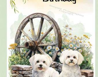 Whitman And Daughter Malteser Geburtstagskarte – Hunde-Karte Blanko, 12,7x17,8 Cm, Für Alle Anlässe