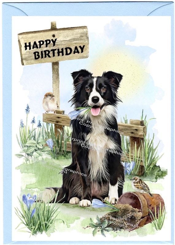 Geburtstagskarte Mit Border Collie – 145 X 145 Mm, Inkl. Umschlag