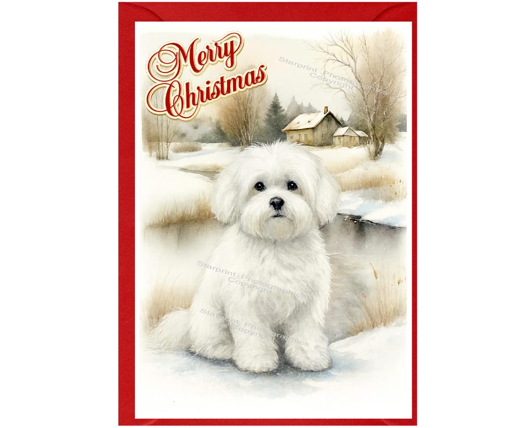 Coton De Tulear Dog Christmas Card (6" X 4") Blank Inside - With ...