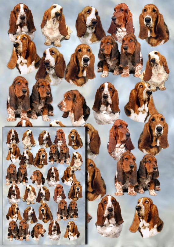 Basset Hound Dog A2 Gift Wrapping Paper with matching Gift Card