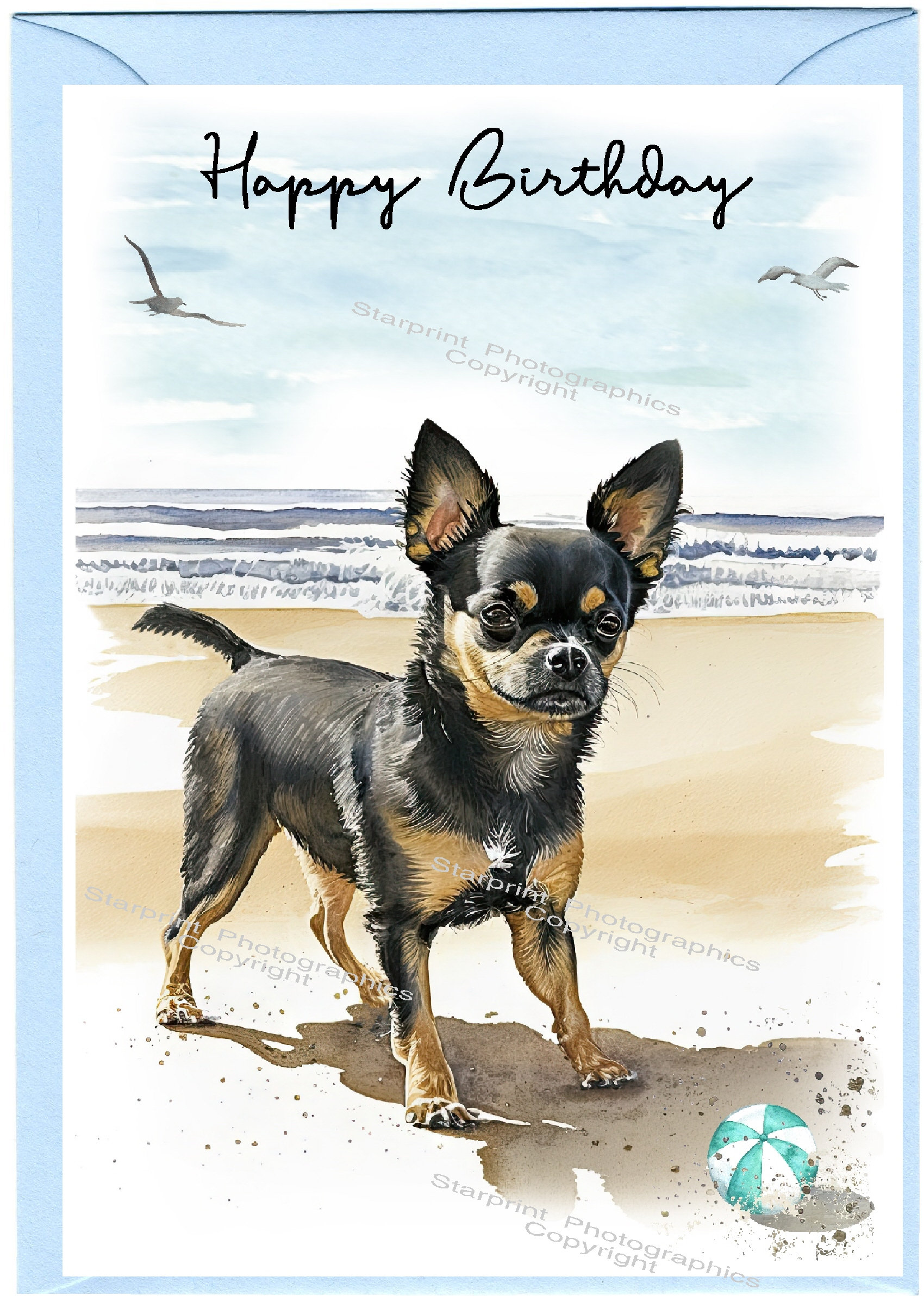 Chihuahua Smoothcoat Dog 