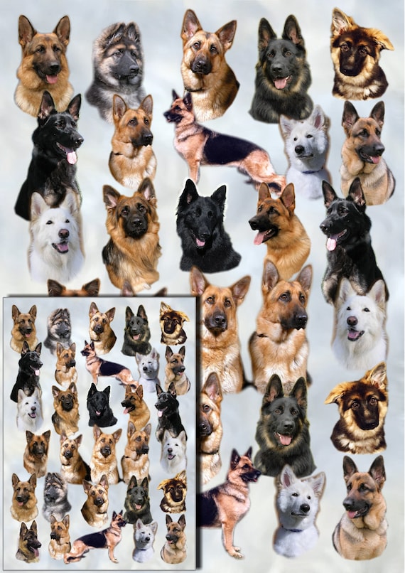 German Shepherd Dog//Alsatian Blank Card 14 by Starprint