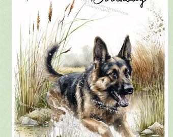 German Shepherd Dog 