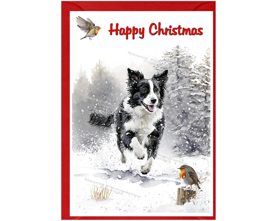 Border Collie Dog Christmas Card (6" X 4") Blank Inside - With Envelope ...