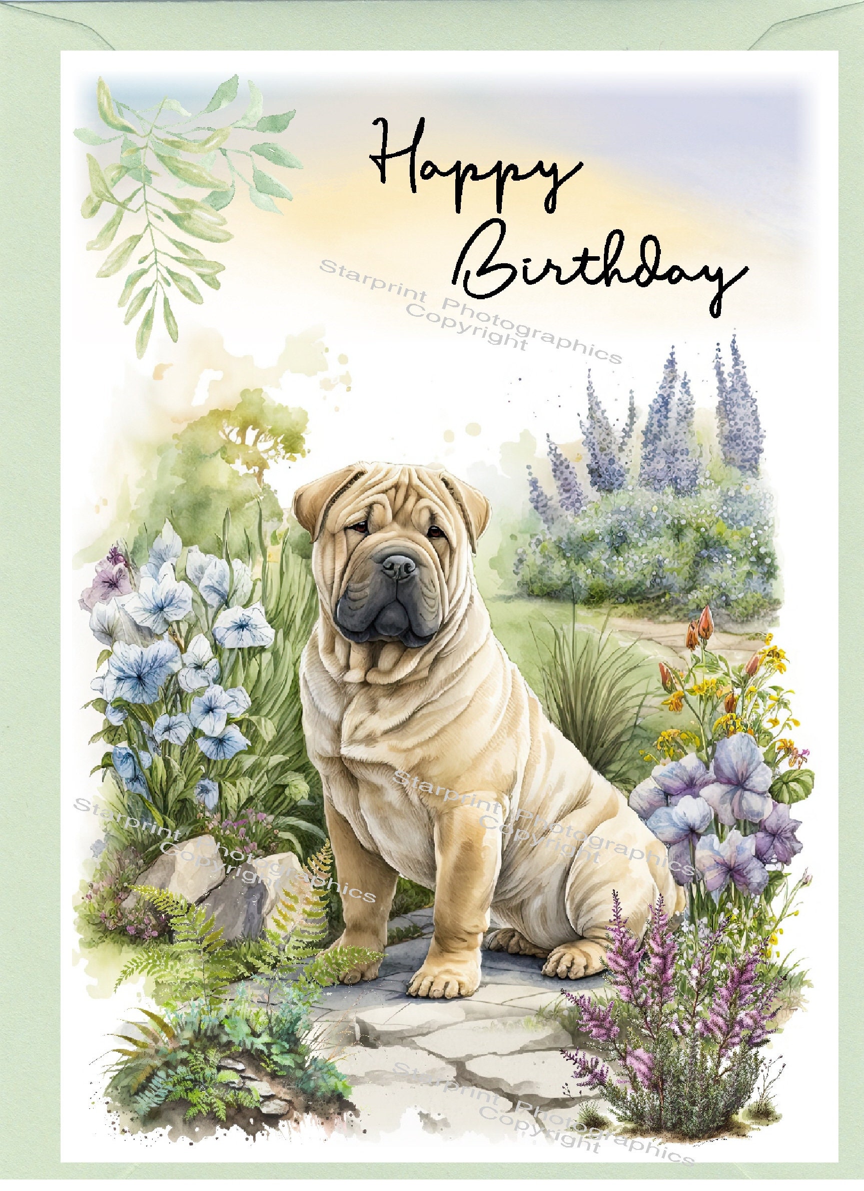 Shar Pei Dog 