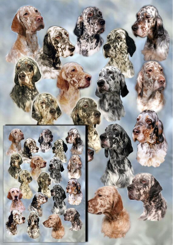 DALMATIAN,COLLIE,SETTER DOG & AGILITY GIFT WRAPPING PAPER ANIMAL AWARENESS 