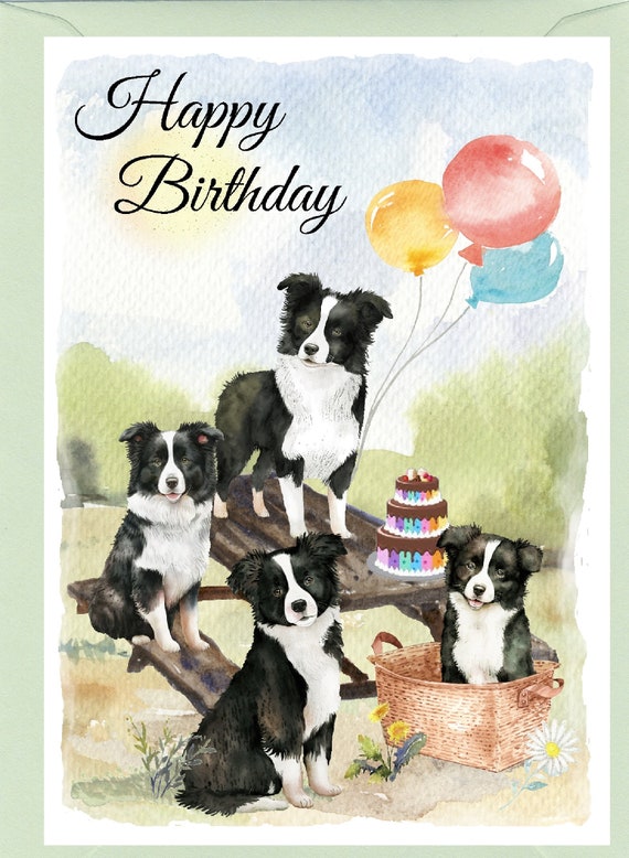 Plus De 20 000 Photos Gratuites De Border Collie Et De Chien