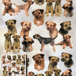 Papel de embrulho para presente de cachorro Border Terrier com cartão de presente combinando