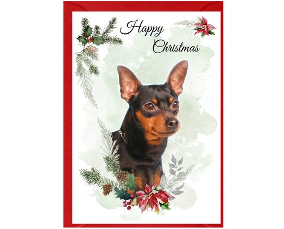 Pinscher x cheap