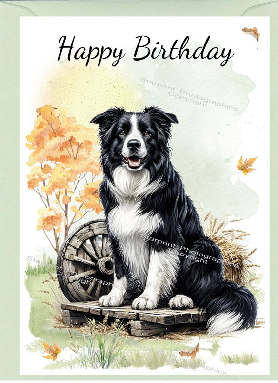 BORDER COLLIE SHEEP DOG QUALITY GLOSSY BIRTHDAY CARD 8"x6 - View #8