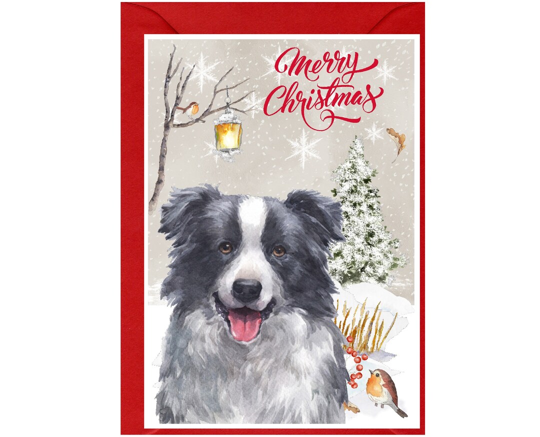 Border Collie Dog Christmas Card (6" X 4") Blank Inside - With Envelope ...