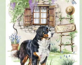 Playful Bernese Mountain Dog On White, Bernese Mountain Dog, Bernese
