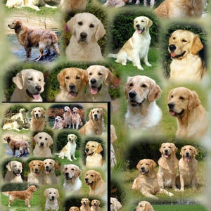 Carta da regalo con cane Golden Retriever e biglietto regalo abbinato
