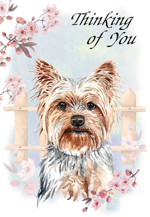 Yorkshire Terrier Yorkie Dog 