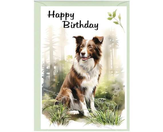 Border Collie (red White) Dog 