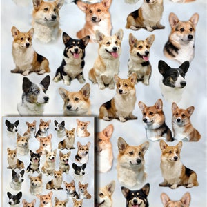 Papier cadeau chien corgi avec carte-cadeau assortie
