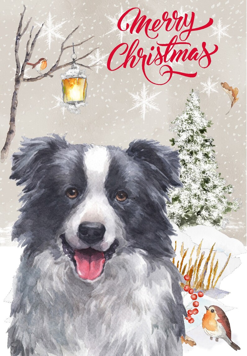 Border Collie Christmas Cards 