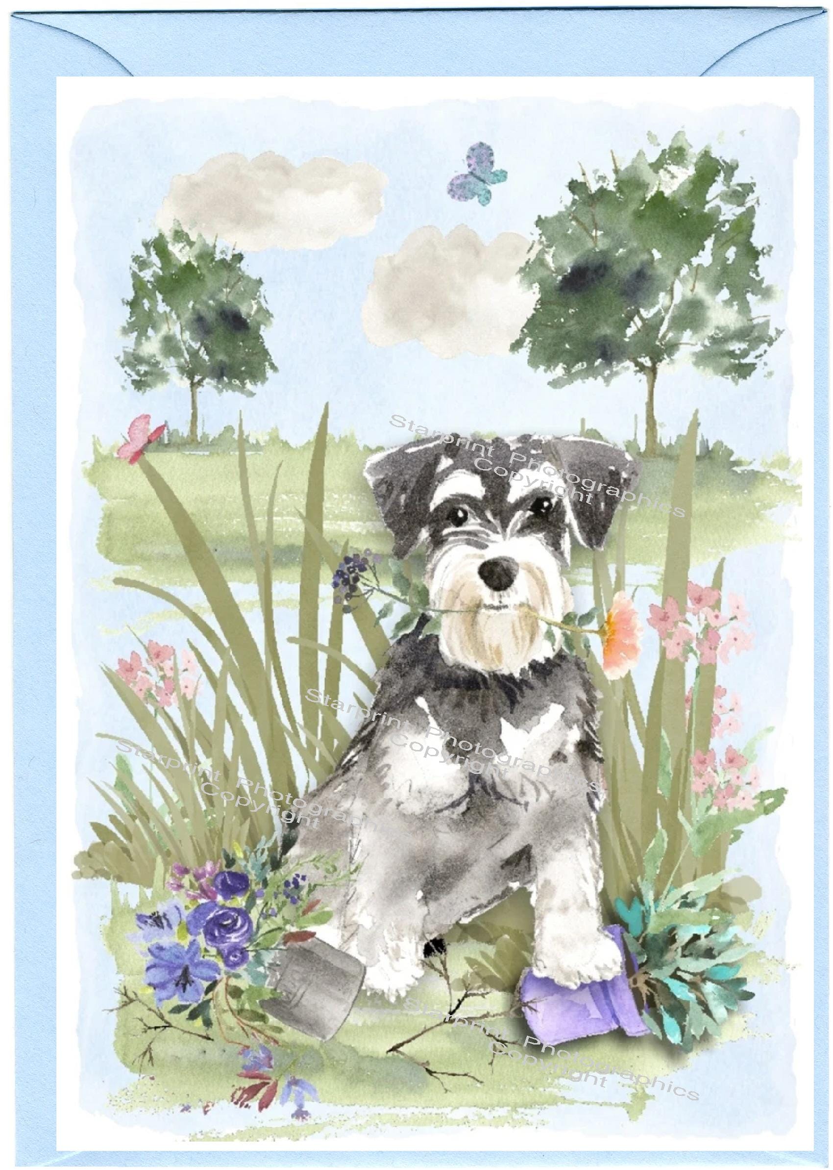 Miniature Schnauzer Dog Blank Card /notelet (6" X 4") With Envelope ...
